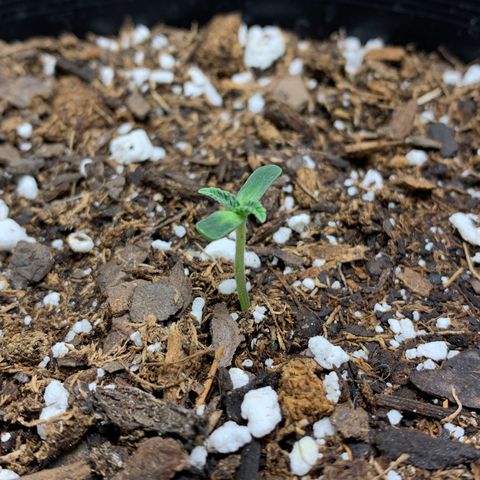Dosidos  growlog timeline photo