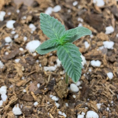 Dosidos  growlog timeline photo