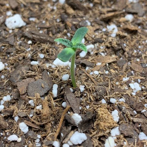 Dosidos  growlog timeline photo