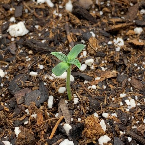 Dosidos  growlog timeline photo