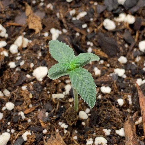 Dosidos  growlog timeline photo