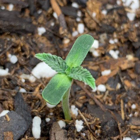 Dosidos  growlog timeline photo