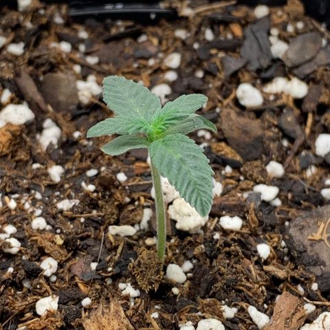 Dosidos  growlog timeline photo