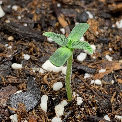 Dosidos  growlog timeline photo