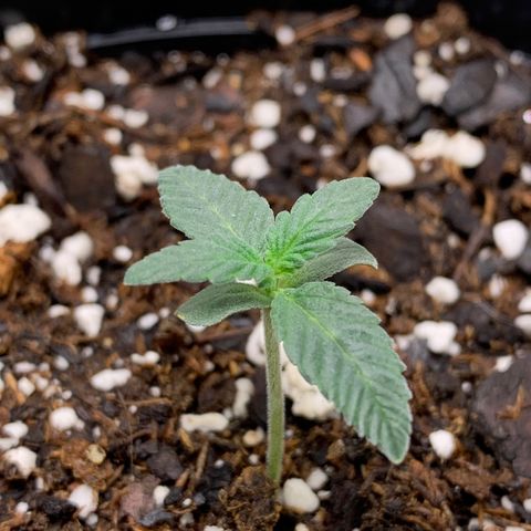 Dosidos  growlog timeline photo