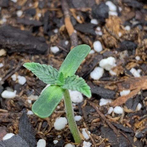 Dosidos  growlog timeline photo