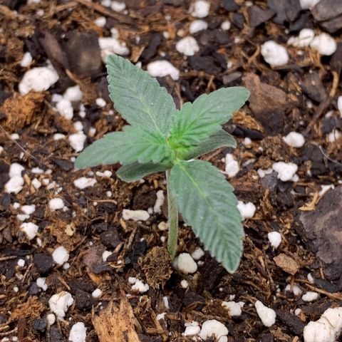 Dosidos  growlog timeline photo