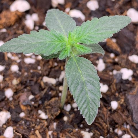 Dosidos  growlog timeline photo