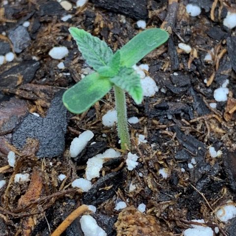 Dosidos  growlog timeline photo