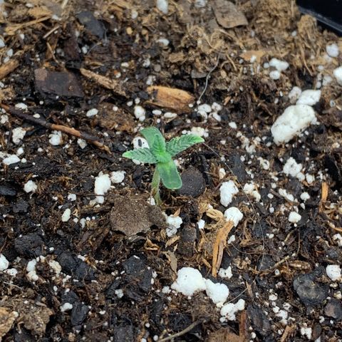 Dosidos  growlog timeline photo