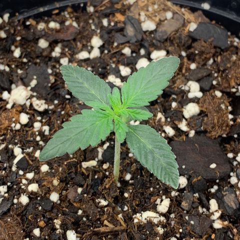 Dosidos  growlog timeline photo