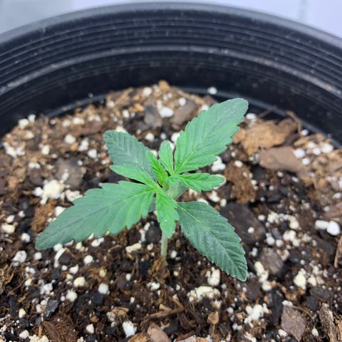 Dosidos  growlog timeline photo