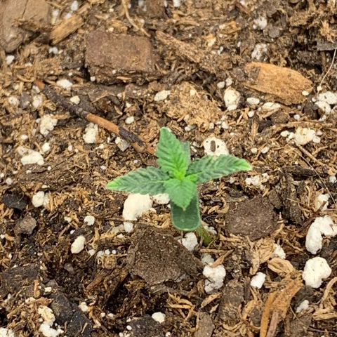Dosidos  growlog timeline photo