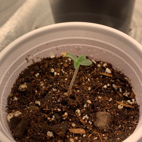 Dosidos #2 growlog timeline photo