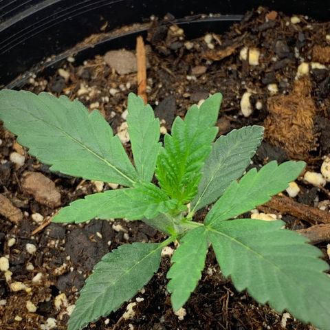 Dosidos  growlog timeline photo