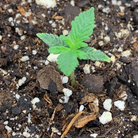 Dosidos  growlog timeline photo