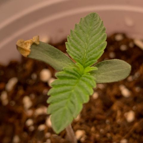 Dosidos #2 growlog timeline photo