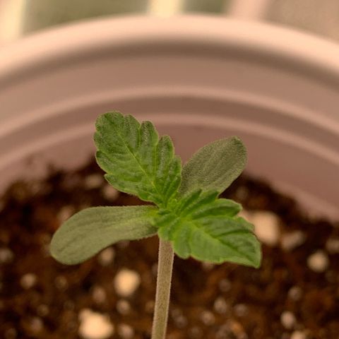 Dosidos #2 growlog timeline photo