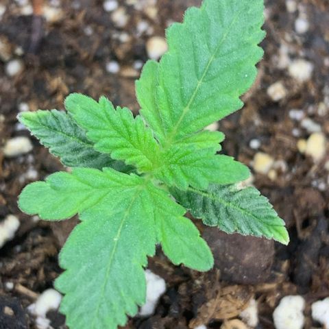 Dosidos  growlog timeline photo