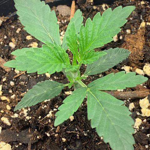 Dosidos  growlog timeline photo
