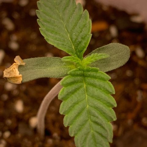 Dosidos #2 growlog timeline photo