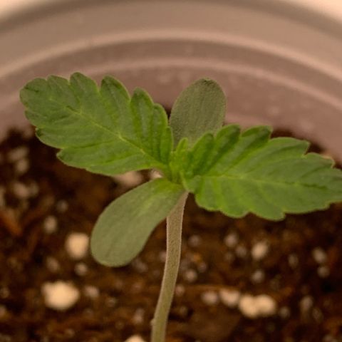 Dosidos #2 growlog timeline photo