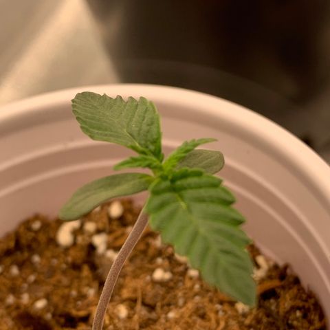 Dosidos #2 growlog timeline photo