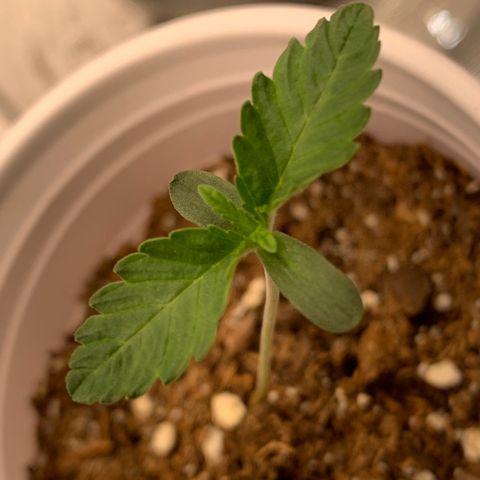 Dosidos #2 growlog timeline photo
