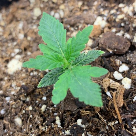 Dosidos  growlog timeline photo