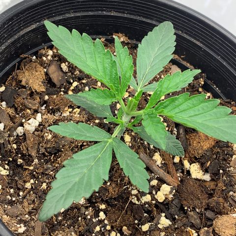Dosidos  growlog timeline photo