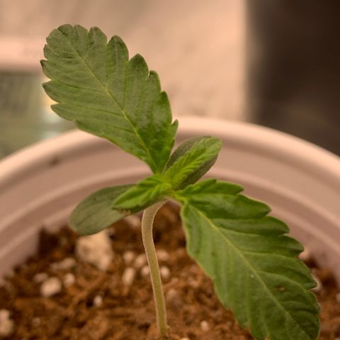 Dosidos #2 growlog timeline photo