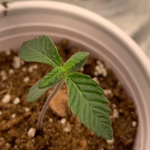 Dosidos #2 growlog timeline photo