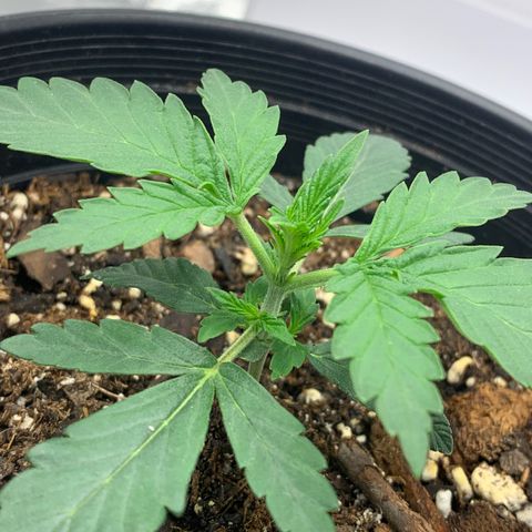 Dosidos  growlog timeline photo