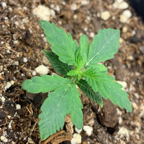 Dosidos  growlog timeline photo