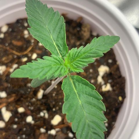 Dosidos #2 growlog timeline photo