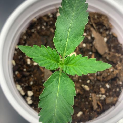 Dosidos #2 growlog timeline photo