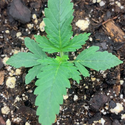 Dosidos  growlog timeline photo