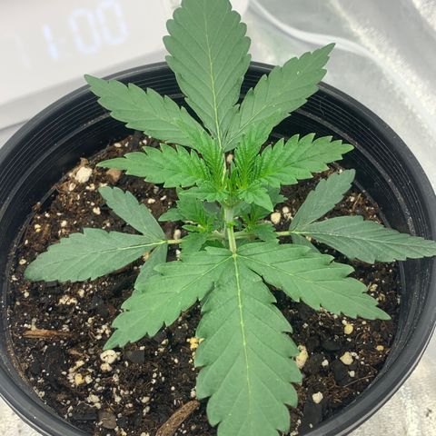 Dosidos  growlog timeline photo