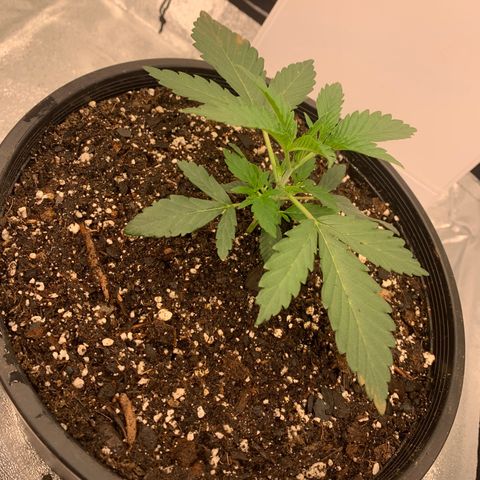 Dosidos  growlog timeline photo