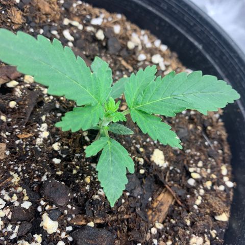 Dosidos  growlog timeline photo