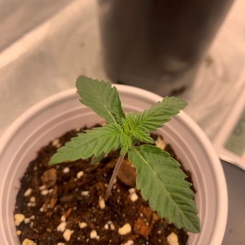Dosidos #2 growlog timeline photo