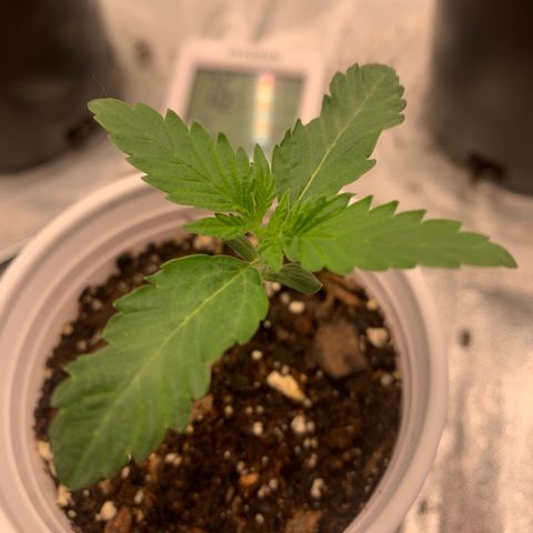 Dosidos #2 growlog timeline photo