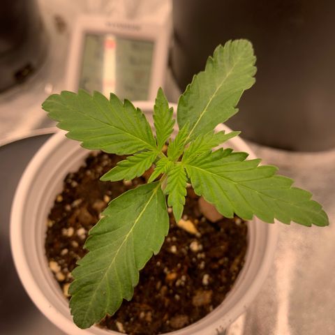 Dosidos #2 growlog timeline photo