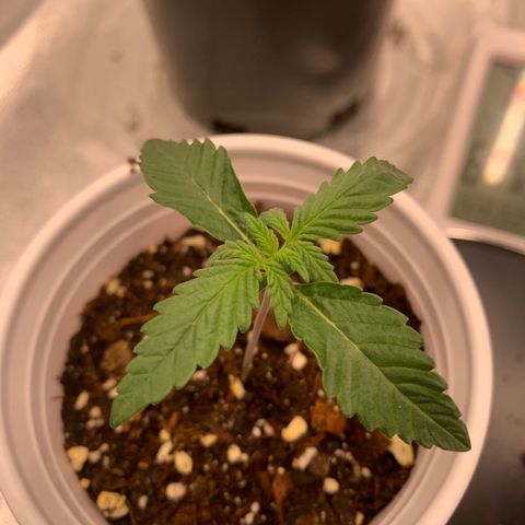 Dosidos #2 growlog timeline photo