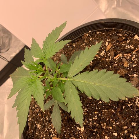 Dosidos  growlog timeline photo
