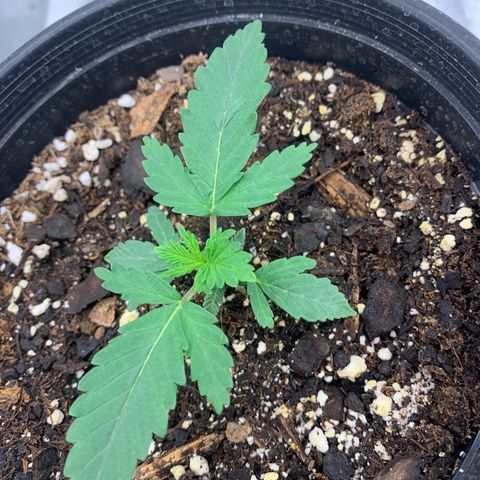 Dosidos  growlog timeline photo