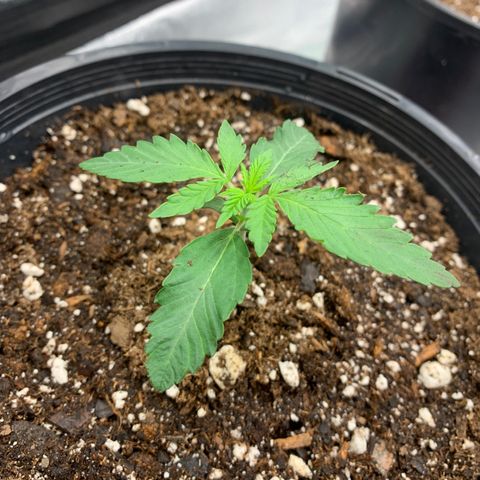 Dosidos #2 growlog timeline photo
