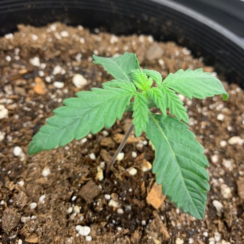 Dosidos #2 growlog timeline photo