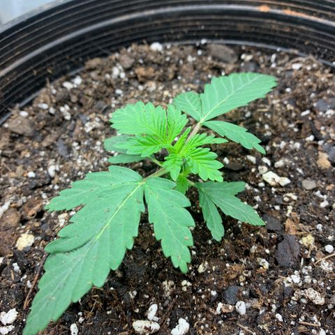 Dosidos  growlog timeline photo