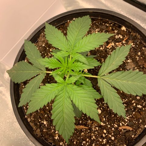 Dosidos  growlog timeline photo